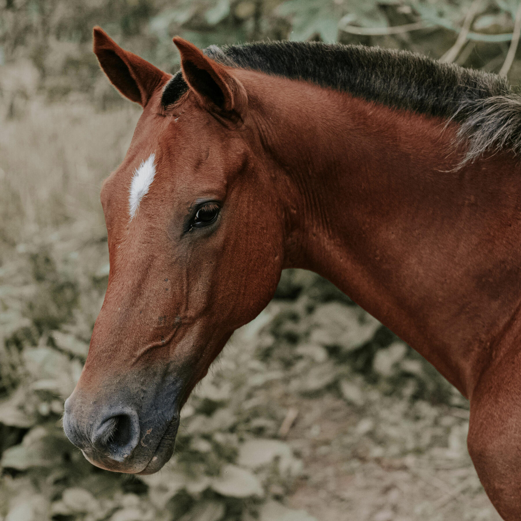 Equines