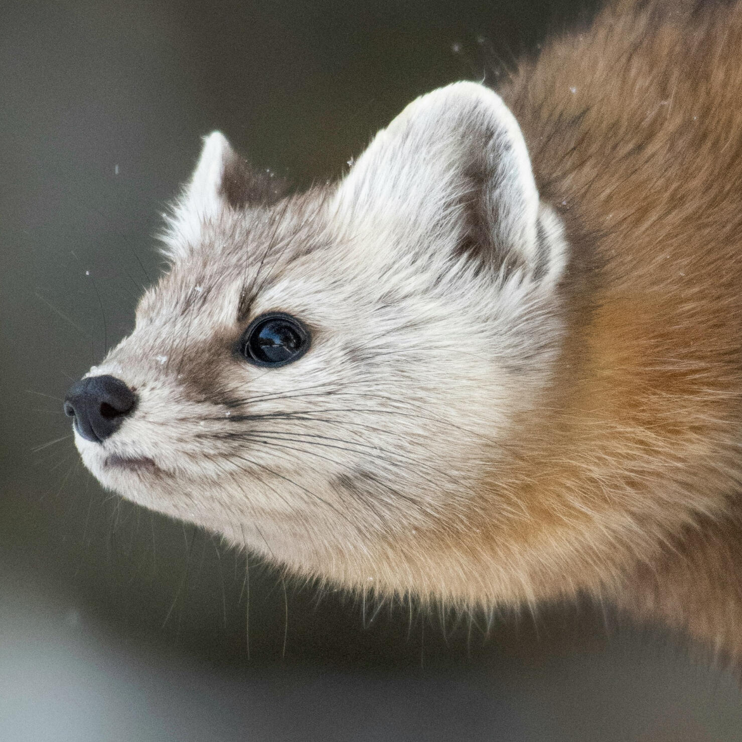 Mustelids