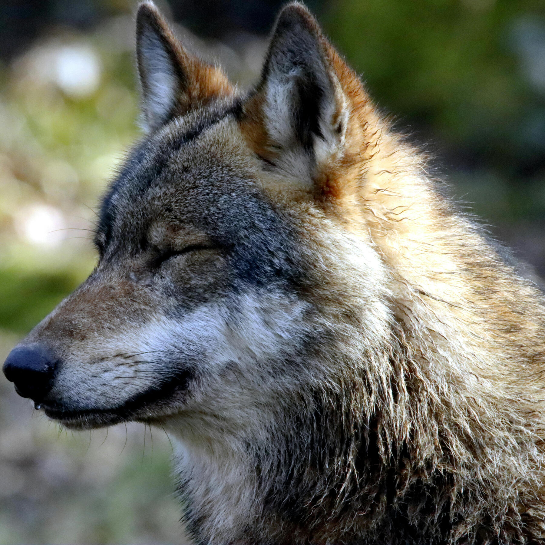 An image of a wolf with its head turned to the left.