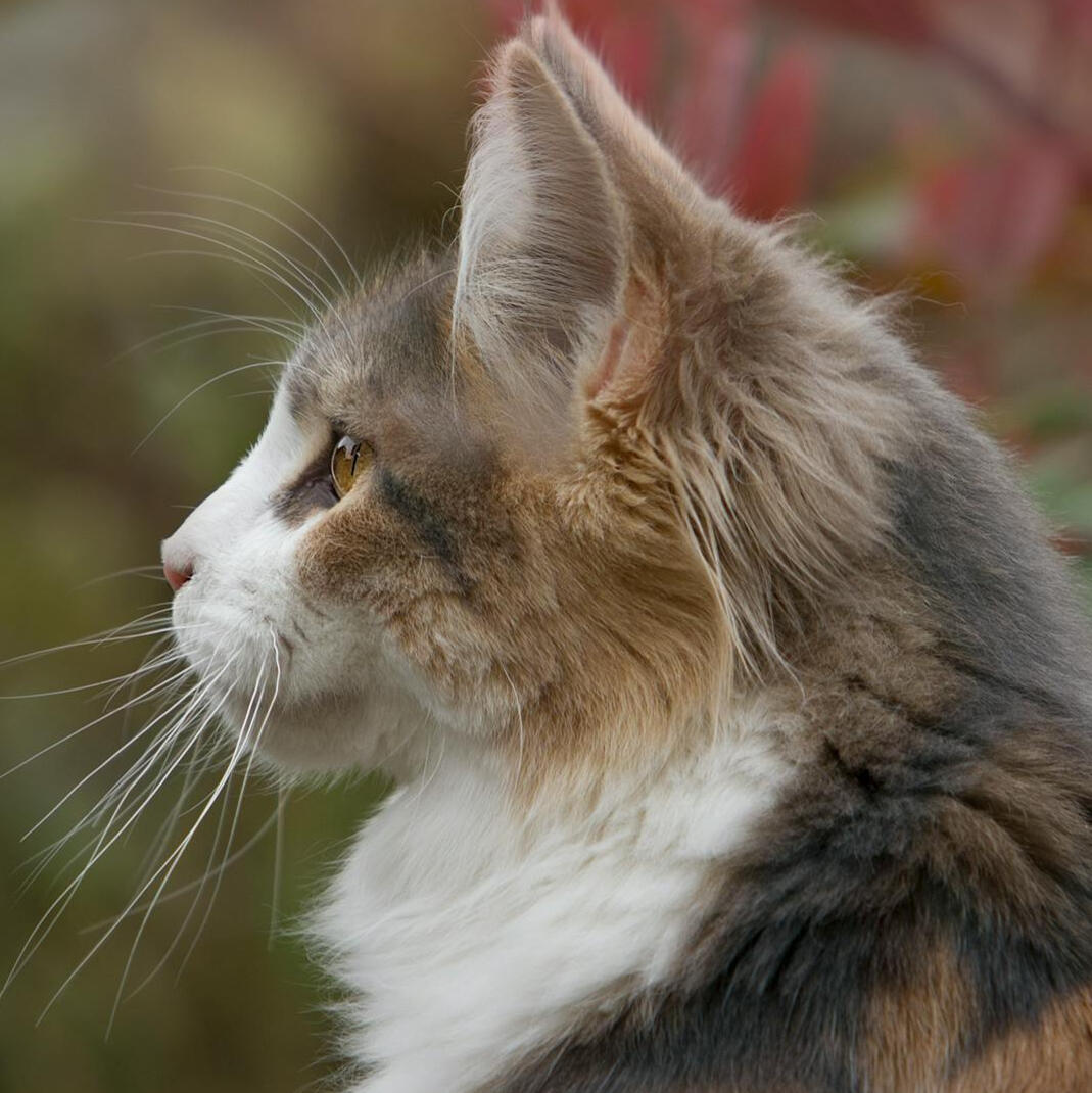 An image of a cat with its head turned to the left.