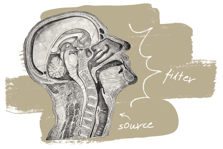 Human Voice An illustration of human head and neck anatomy in a side view. The vocal folds are labelled "source" and the anatomy above them is labelled "filter."