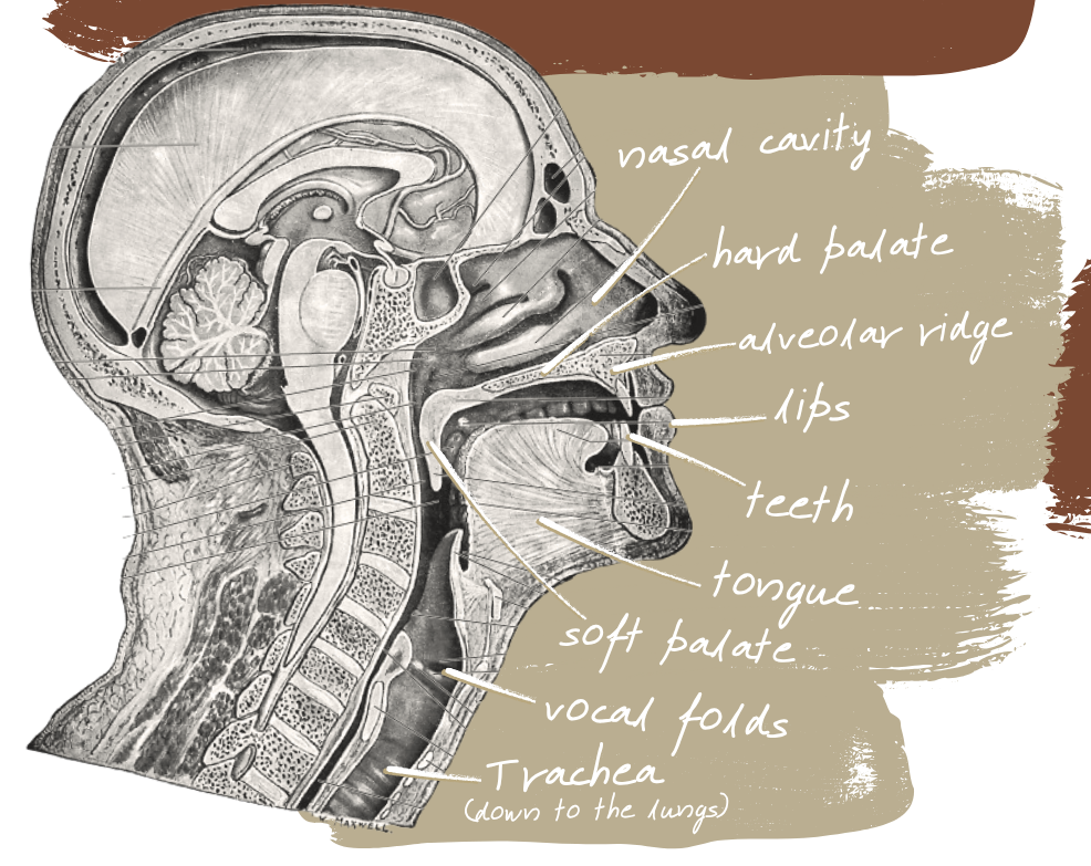 An illustration of human head and neck anatomy in a side view. The anatomy is labelled, including nasal cavity, hard palate, alveolar ridge, lips, teeth, tongue, soft palate, vocal folds, and trachea.