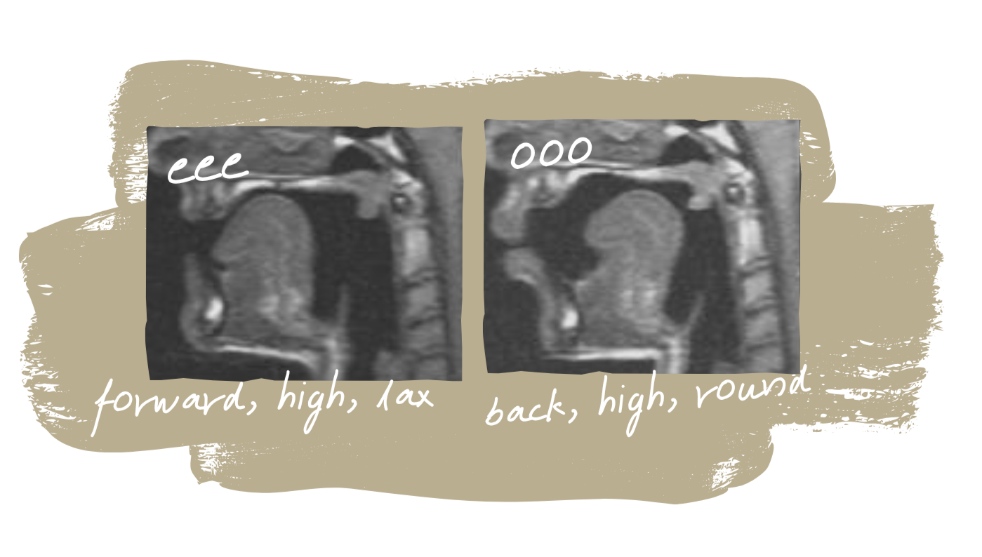 Two MRI images showing human head and neck anatomy in a side view. The left image shows the tongue high and at the front of the mouth. It is labelled "eee" and "forward, high, lax". The right image shows the tongue high and at the back of the mouth. It is