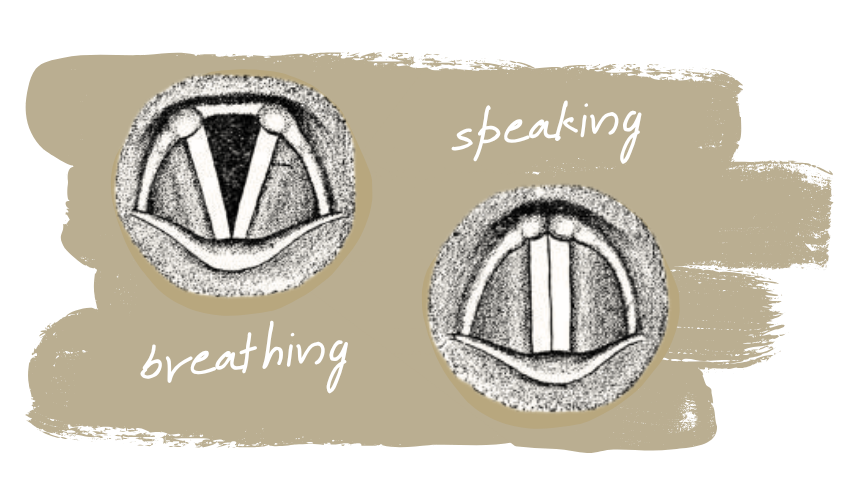 Two illustrations of the vocal folds from above. On the left, the vocal folds are open in a V shape, labelled "breathing." On the right, the vocal folds are closed together, labelled "speaking."